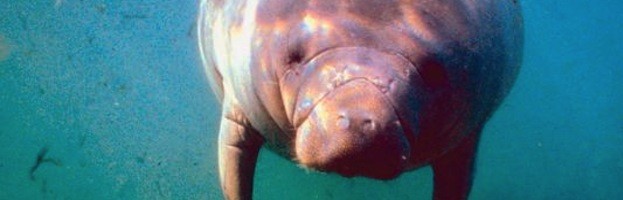 African Manatee