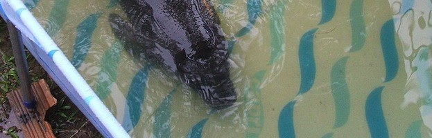 Amazonian Manatee