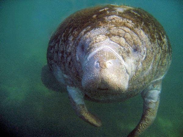 Manatee Trichechus manatus - Manatee Facts and Information