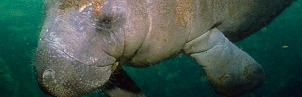 West Indian Manatee