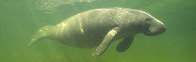 Manatee Anatomy