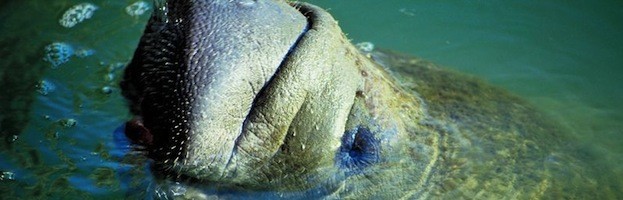 Manatees in Captivity