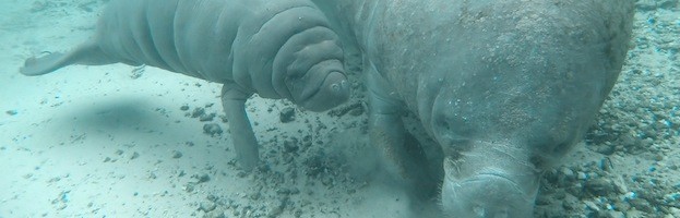 Manatee Communication