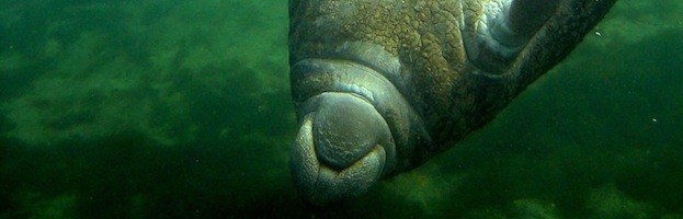 Manatees in Culture