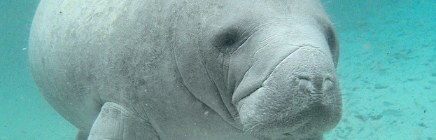 Facts about Manatees