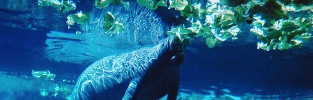 Manatee Feeding