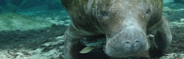 Manatee Habitat