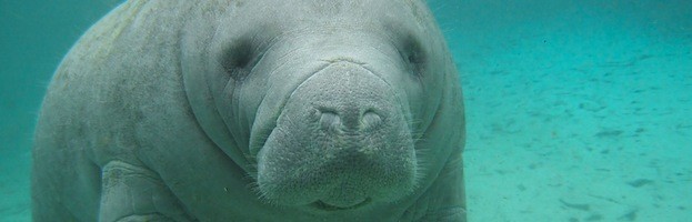 Manatee Information - Manatee Facts and Information
