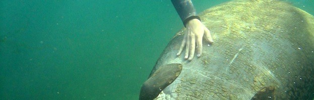 Manatees and Humans