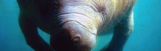 Manatee Conservation