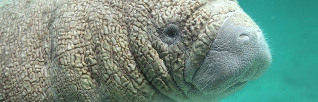 Manatee Reproduction
