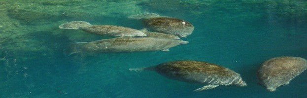 Manatee Social Structure