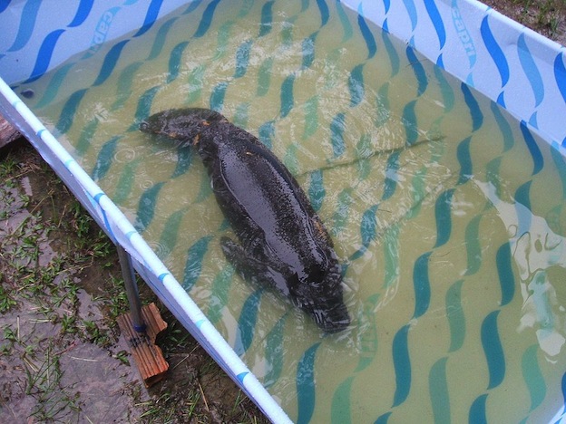 Amazonian manatee, a Vulnerable species
