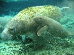 Baby Manatee with Mother