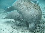 Manatee Mother and Calf