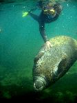 Manatee Playing with Diver