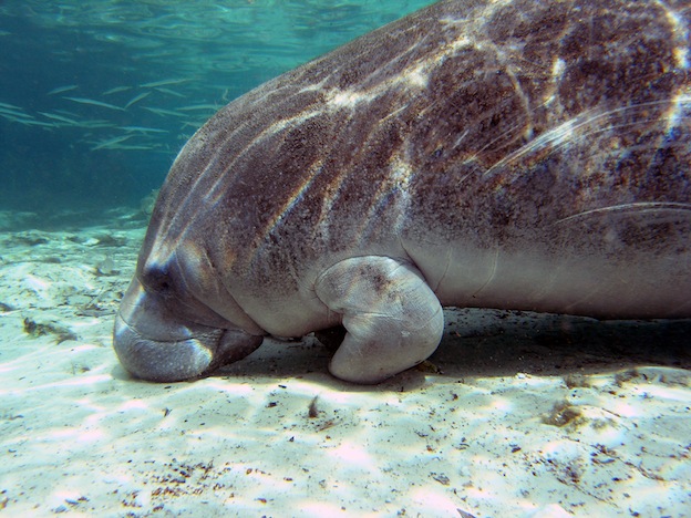 What do Manatees eat?