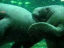 Manatee Butterfly Kisses