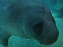 Manatee Playing with Glass in Aquarium
