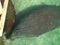 West Indian Manatee Encounter