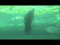 West Indian Manatees Eating